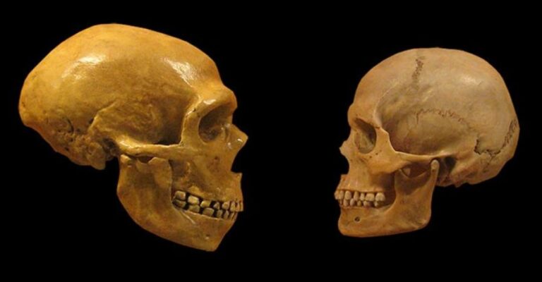 neanderthal-homo-sapiens-skull-comparisons-on-black-two-column.jpg.thumb_.768.768-1