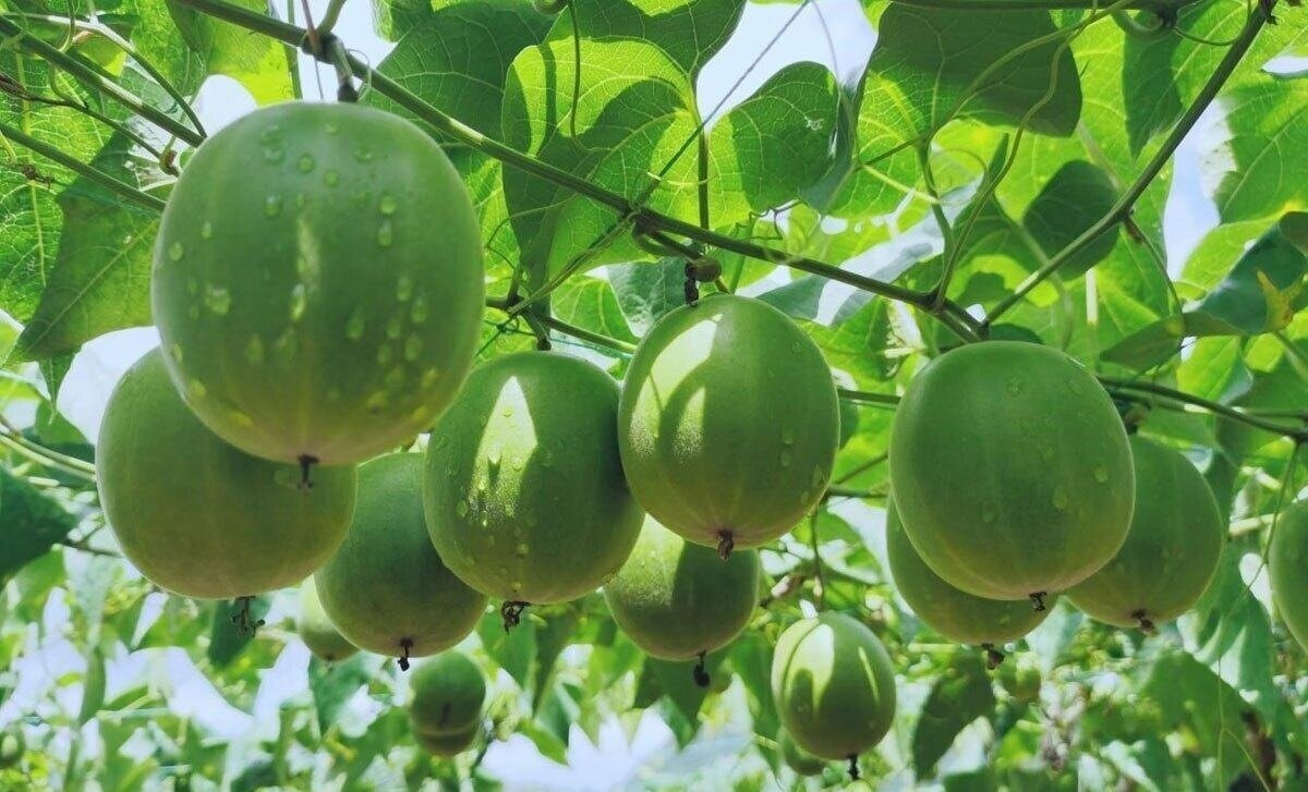مانک؛ میوه‌ای شگفت‌انگیز که ۳۰۰ برابر از قند شیرین‌تر است!