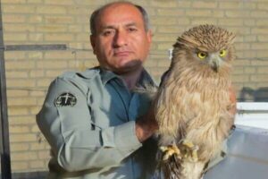 دومین قاتل محیط‌بان خاییز دستگیر شد