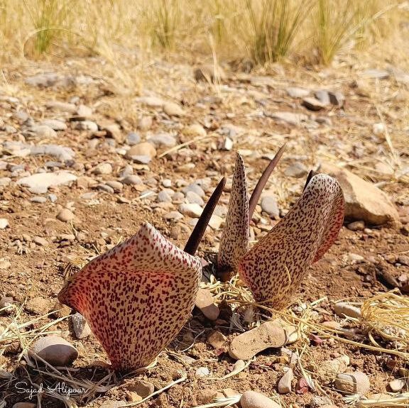 رمز و رازهای گل بی‌ برگ زاگرس