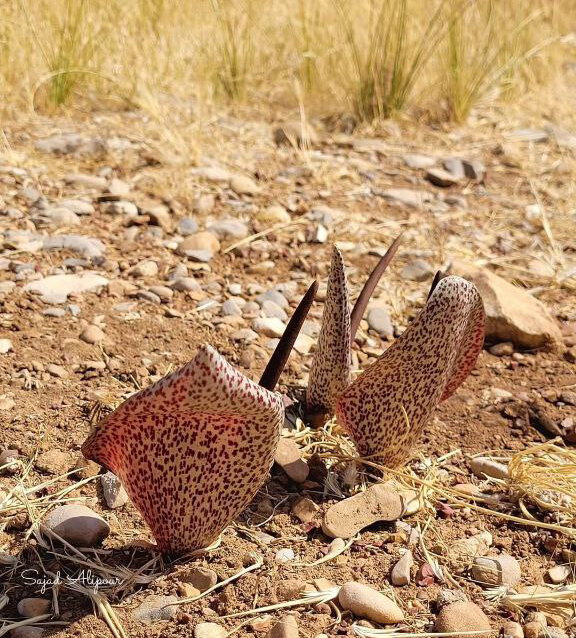 رمز و رازهای گل بی‌ برگ زاگرس