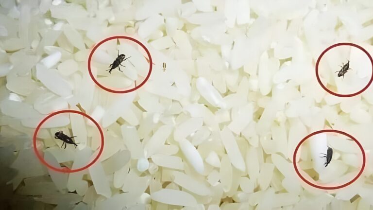 چگونه می‌توان از شر سوسک برنج خلاص شد؟ + روش درست نگهداری برنج