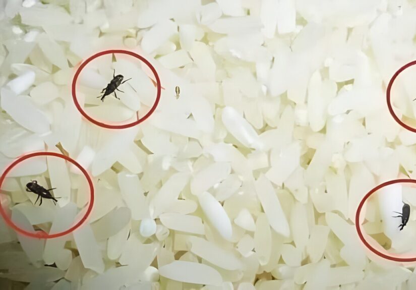 چگونه می‌توان از شر سوسک برنج خلاص شد؟ + روش درست نگهداری برنج