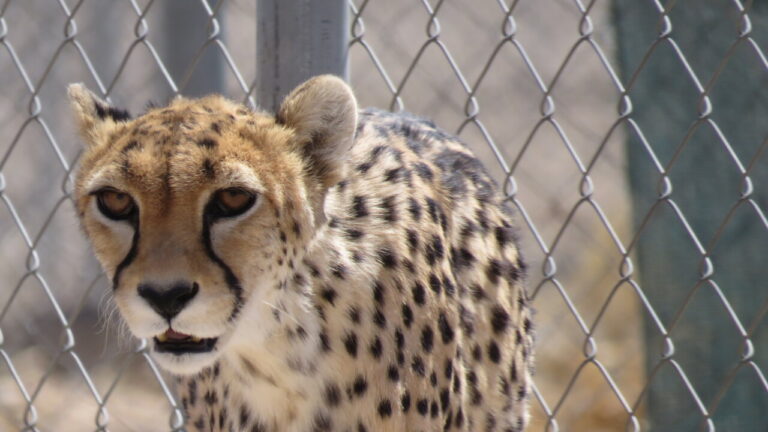 یک ماده یوز با ۵ توله ثبت شد